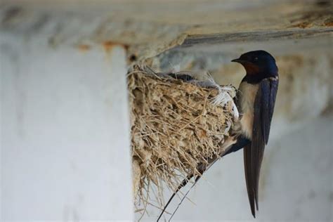 門口種櫻花好嗎 如何讓燕子來築巢
